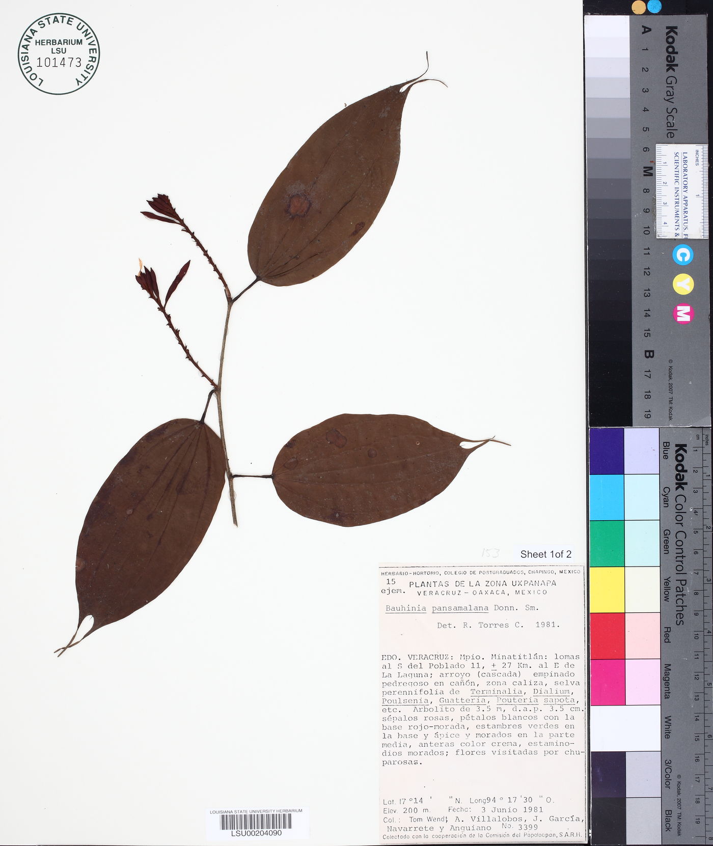 Bauhinia pansamalana image