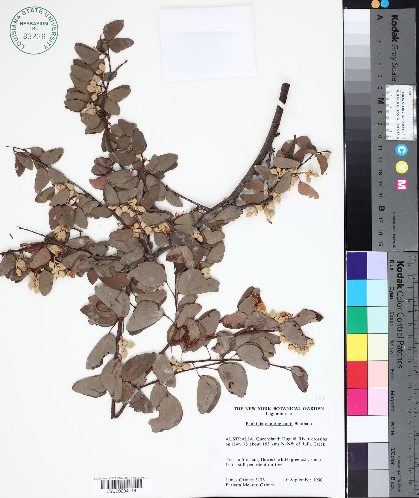 Bauhinia cunninghamii image