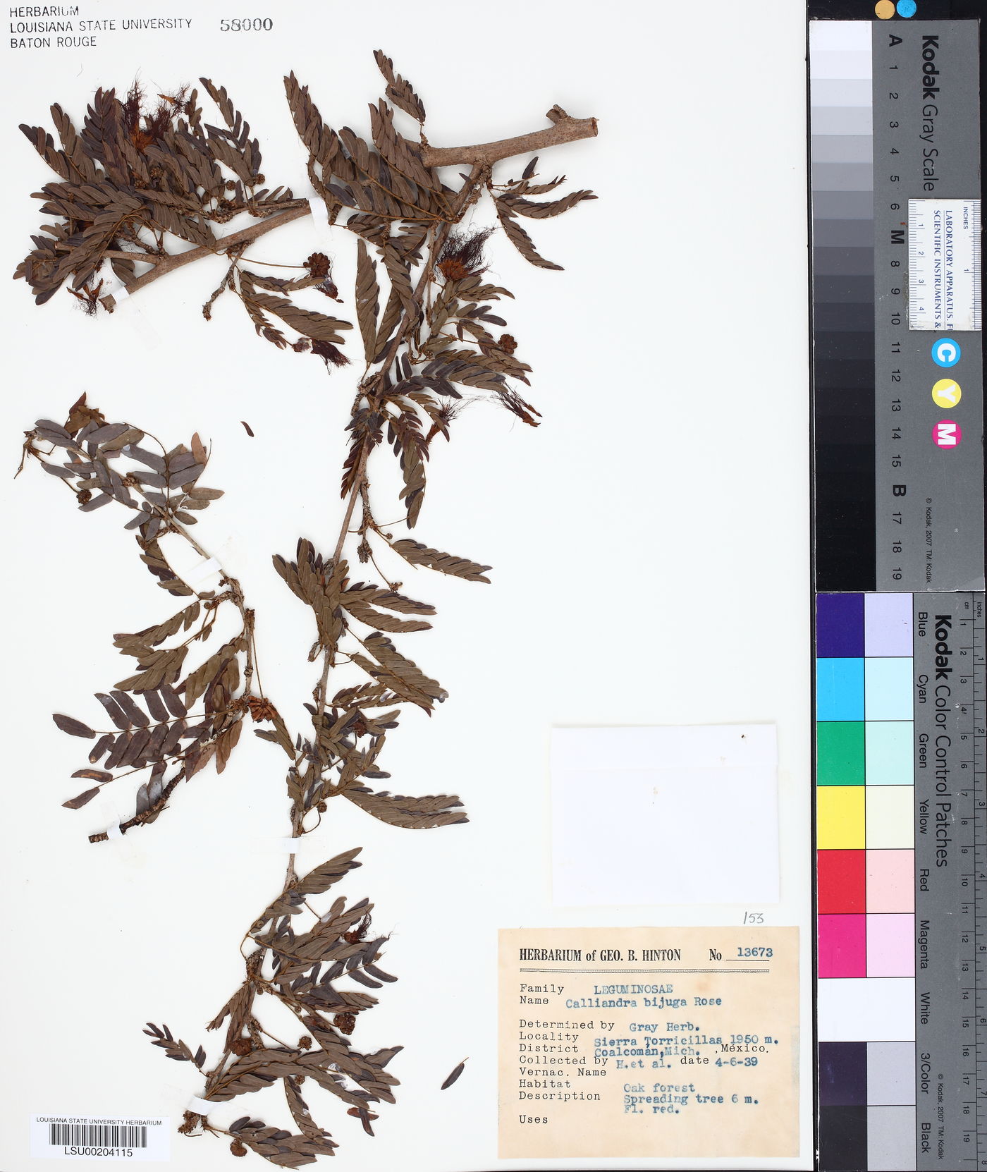 Calliandra bijuga image