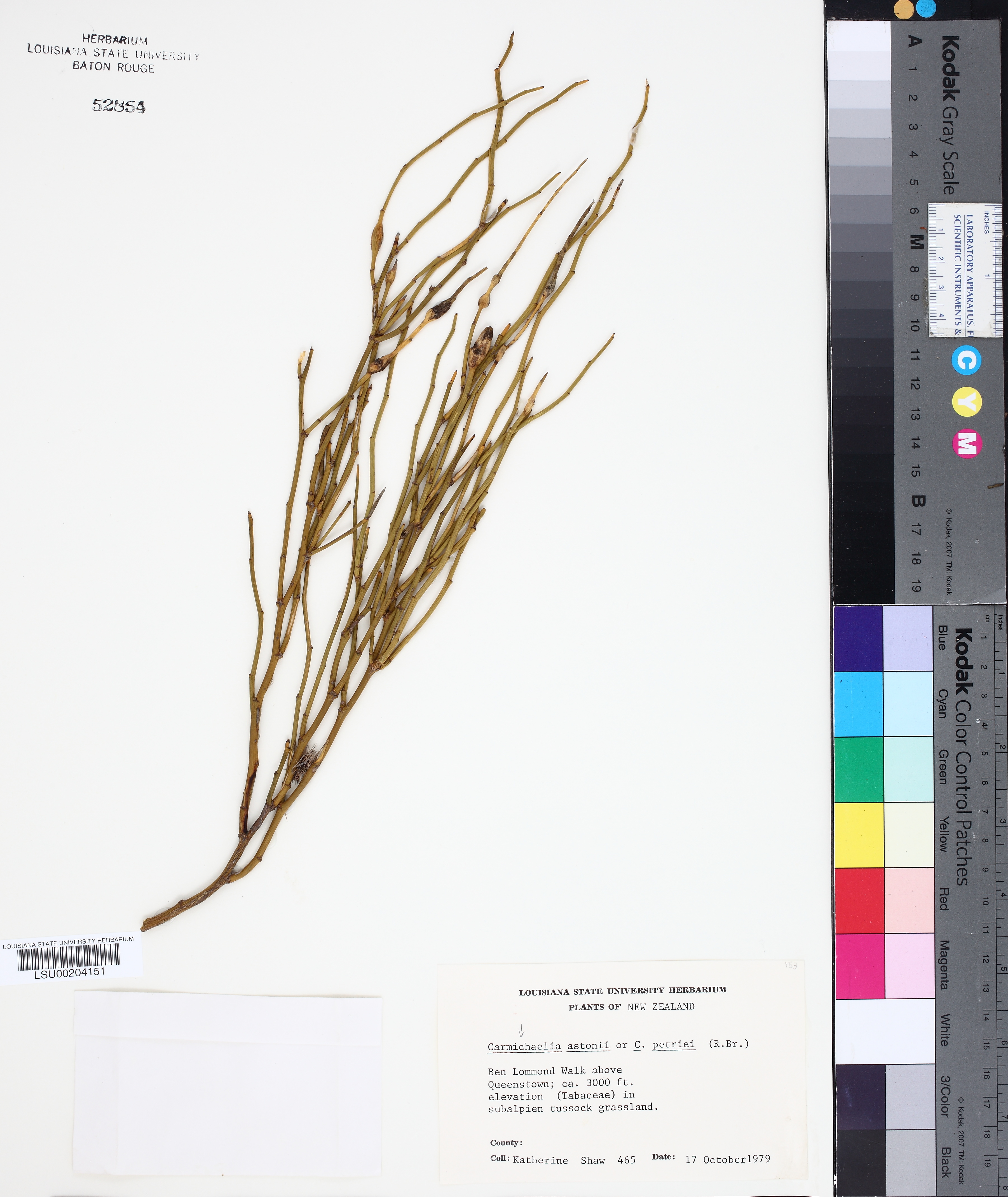 Carmichaelia astonii thumbnail