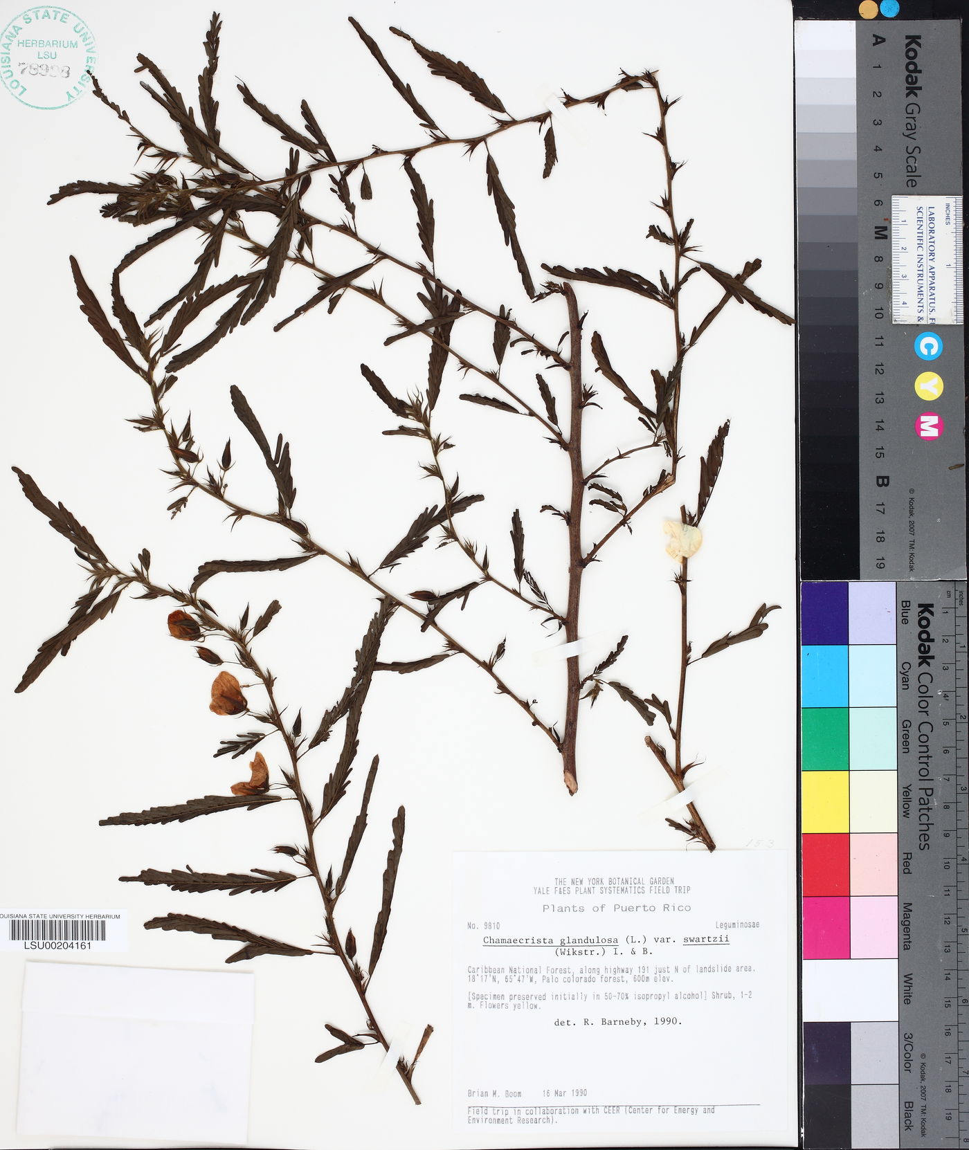Chamaecrista glandulosa var. swartzii image