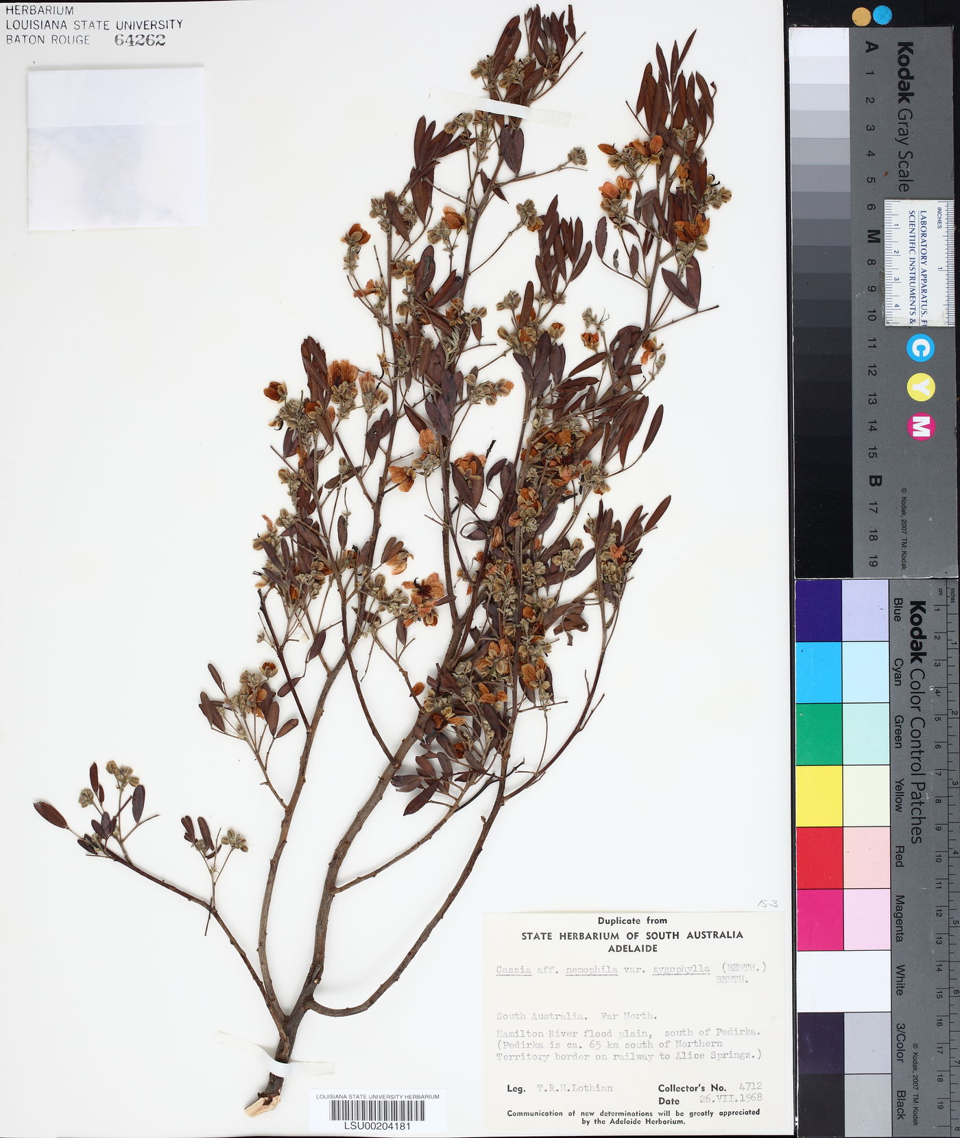 Senna artemisioides subsp. zygophylla image