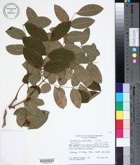 Caesalpinia platyloba image