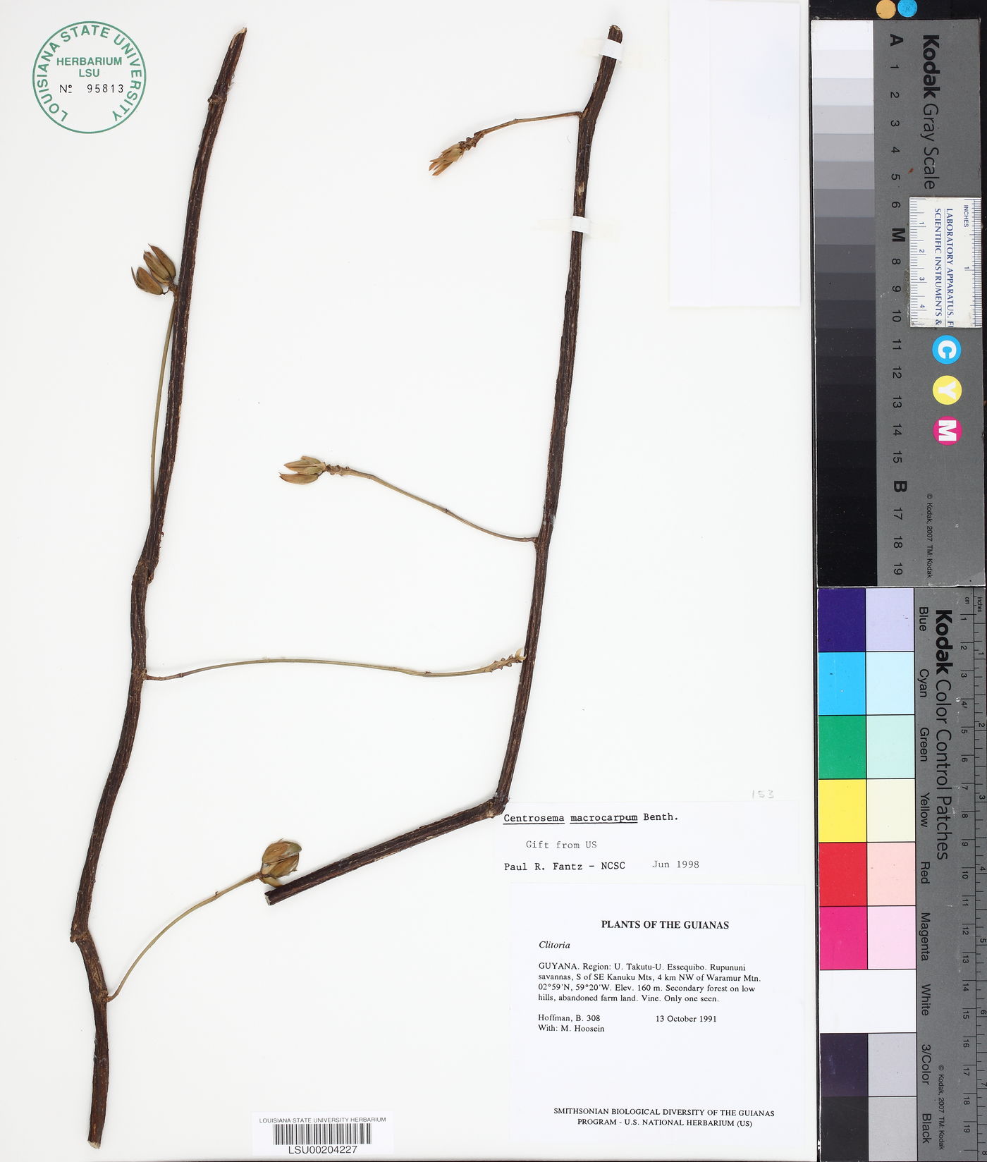 Centrosema macrocarpum image