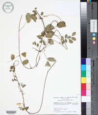 Chaetocalyx scandens image