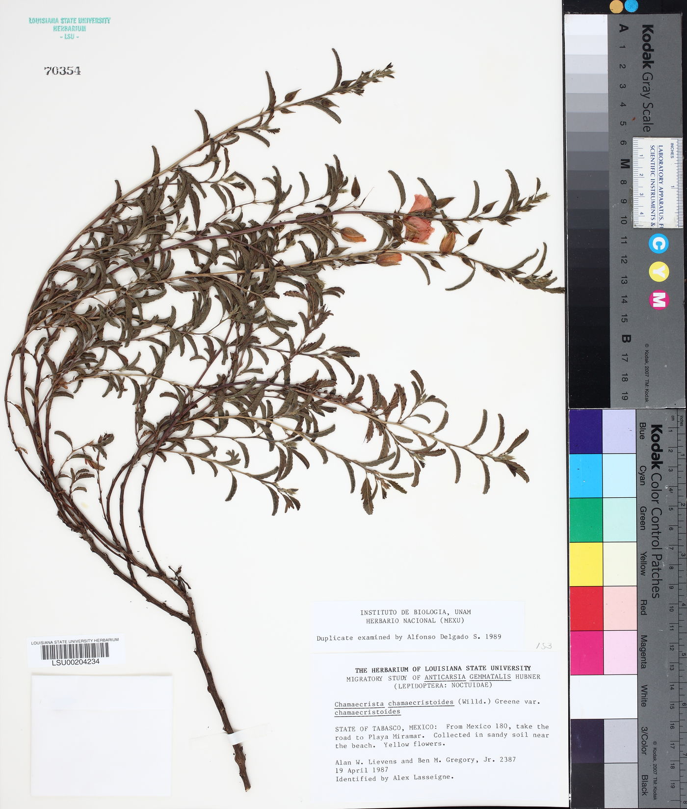 Chamaecrista chamaecristoides image