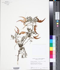 Clianthus puniceus image