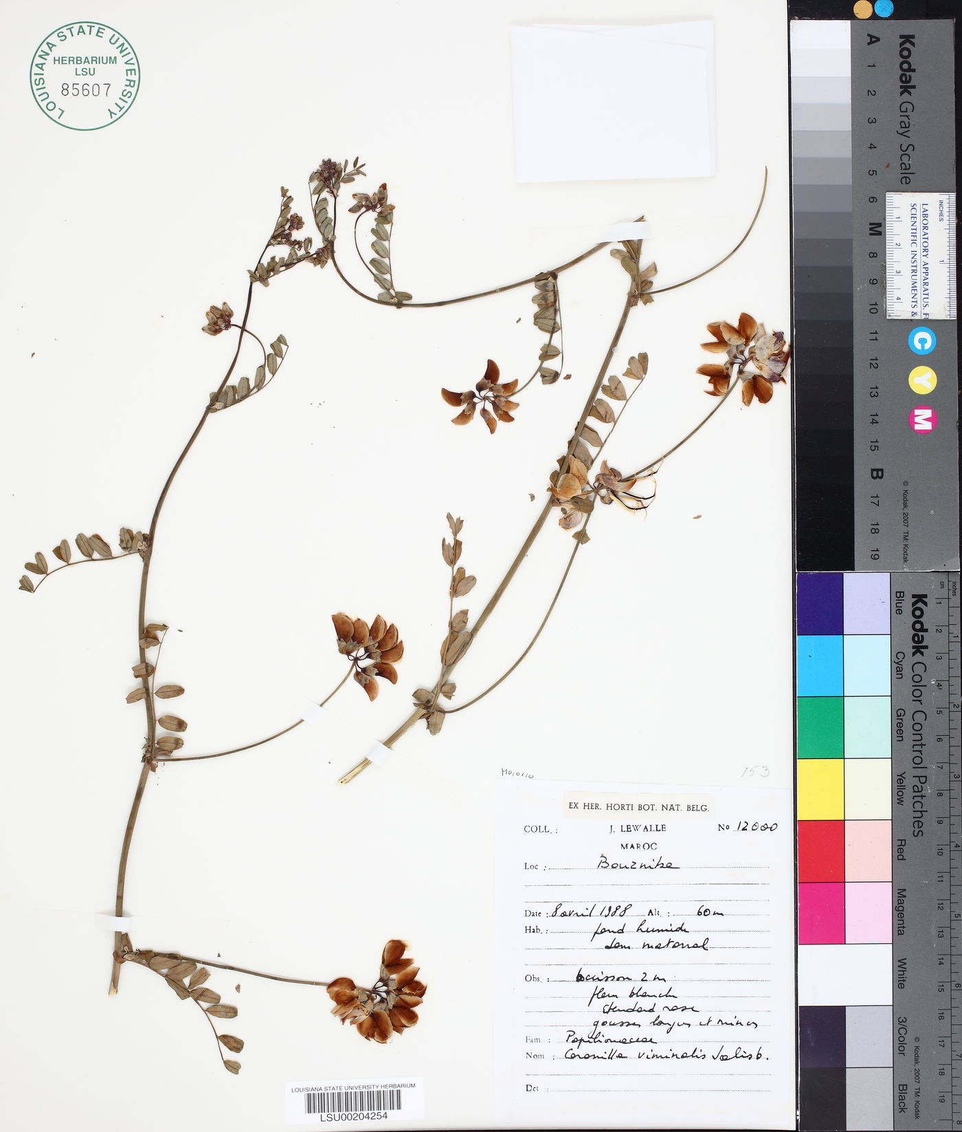 Coronilla viminalis image
