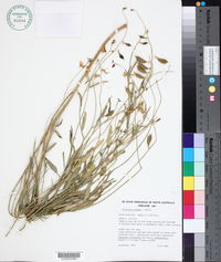 Image of Crotalaria eremaea
