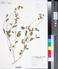 Crotalaria eremaea image