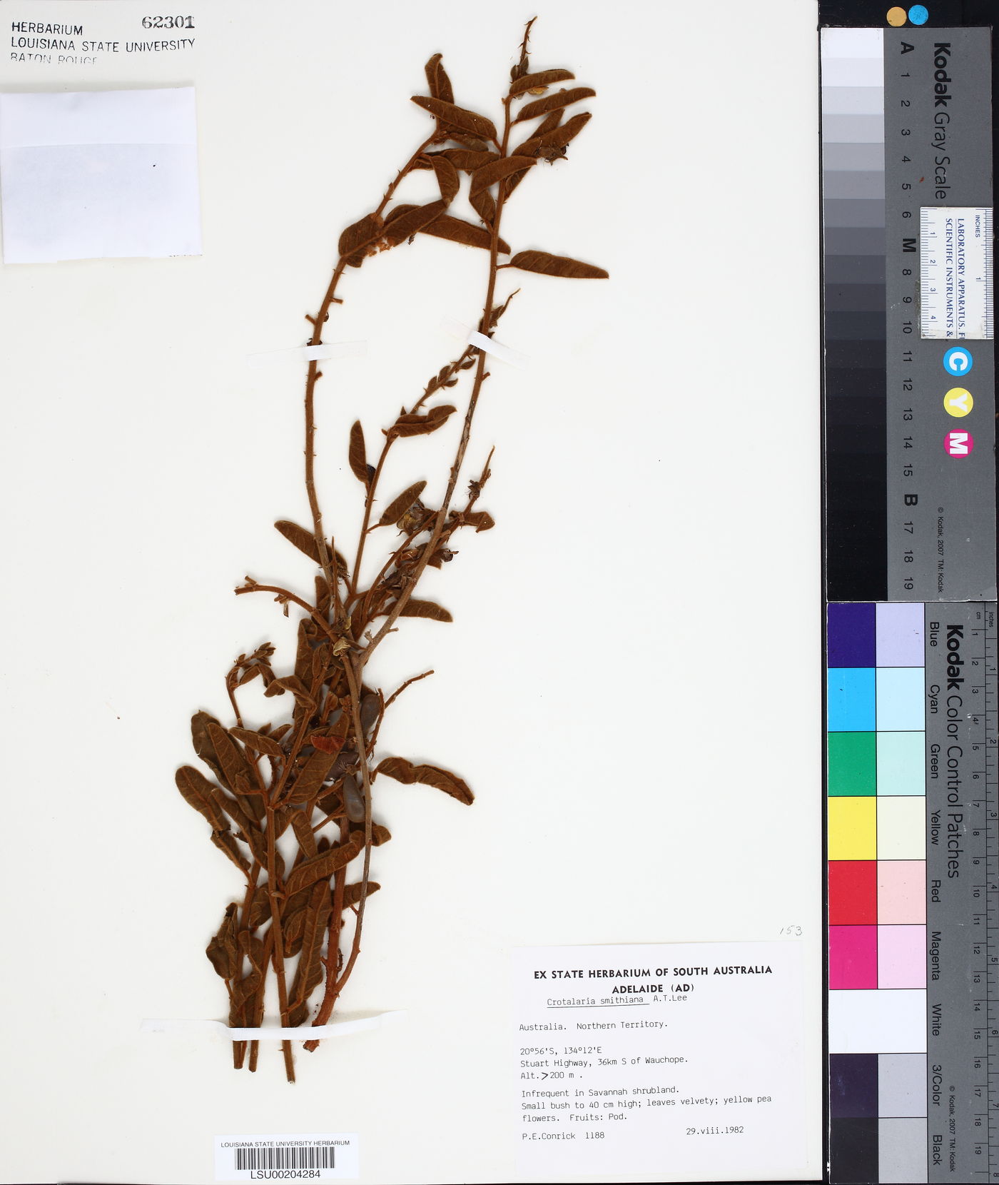 Crotalaria smithiana image