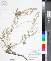 Image of Cullen australasicum