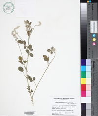 Cullen australasicum image