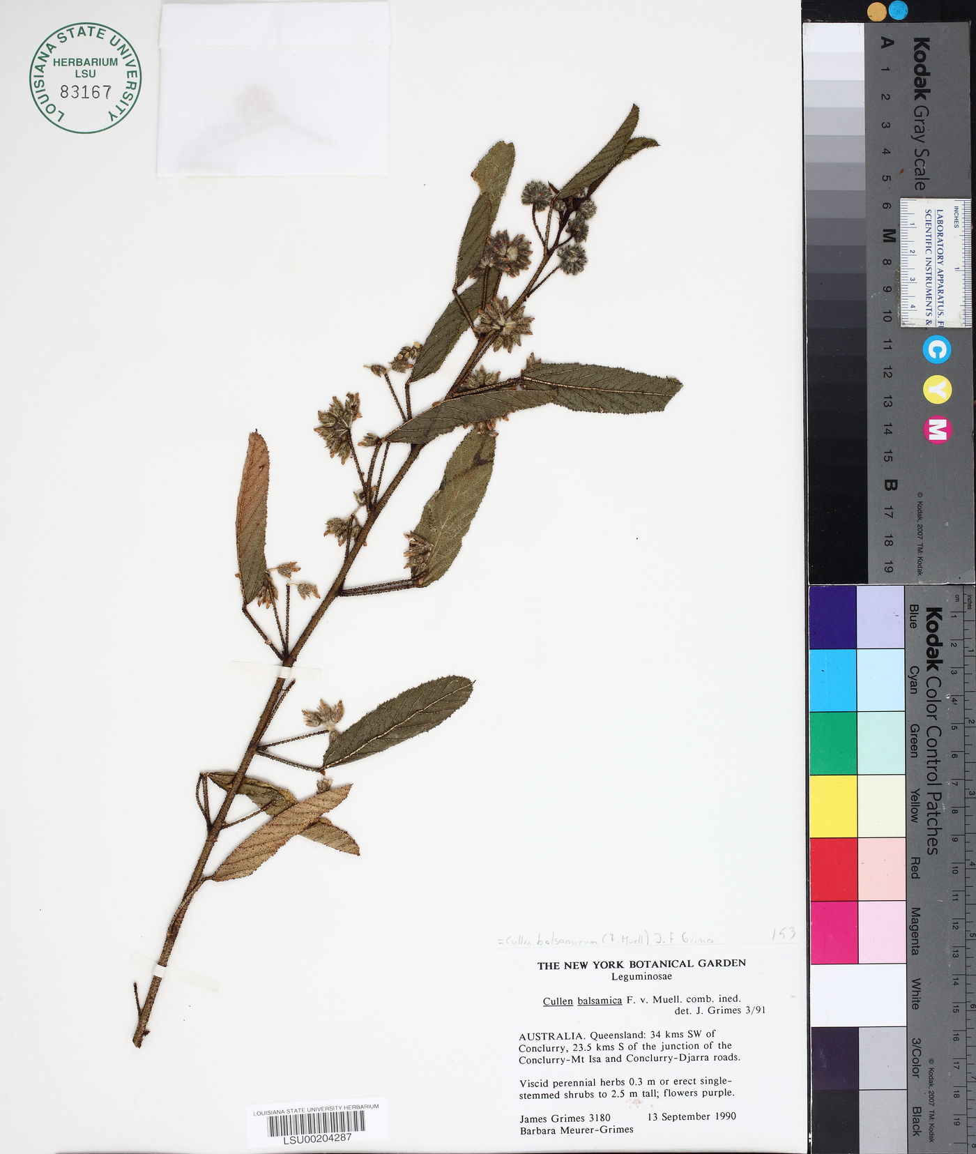 Cullen balsamicum image
