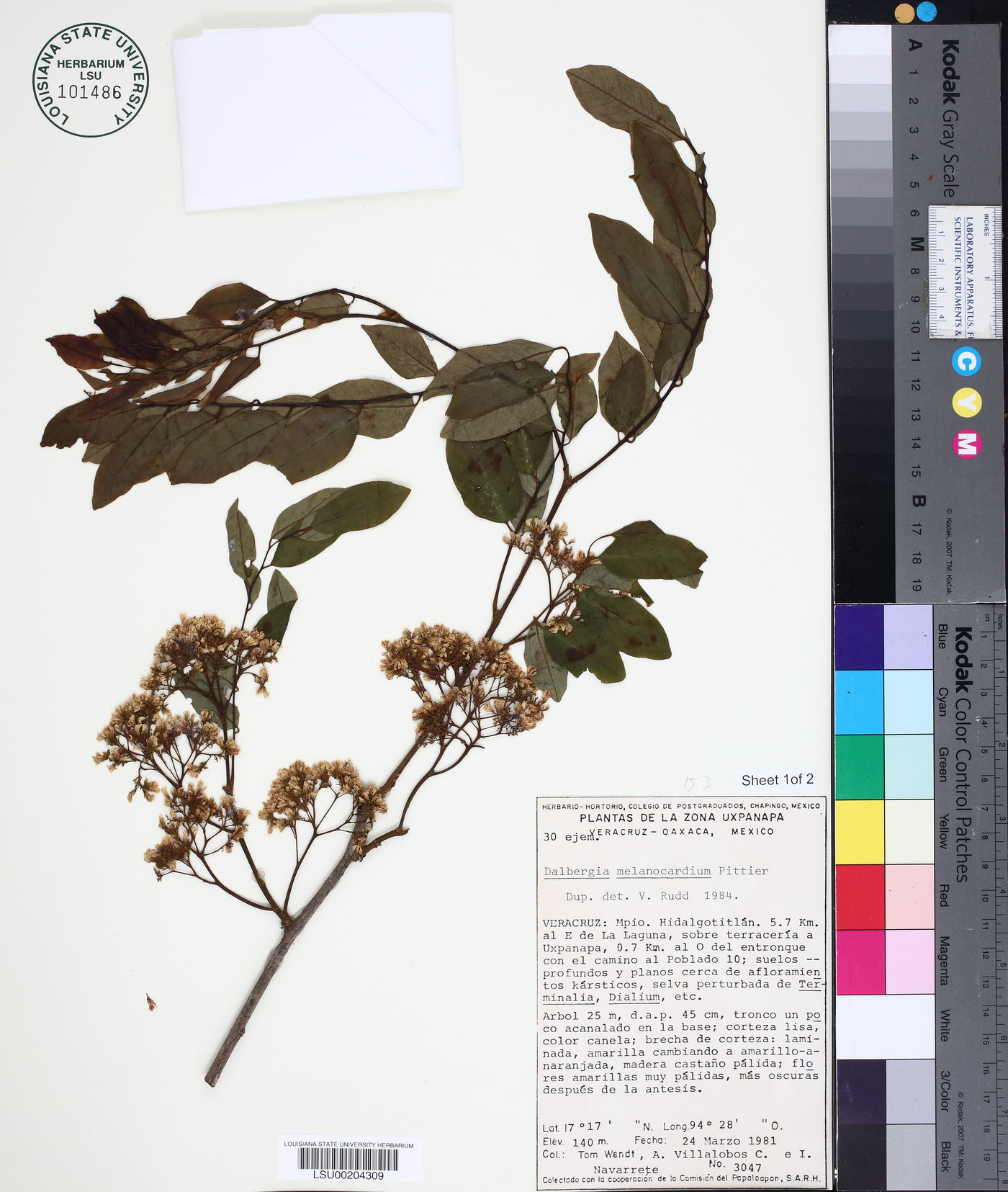Dalbergia melanocardium image