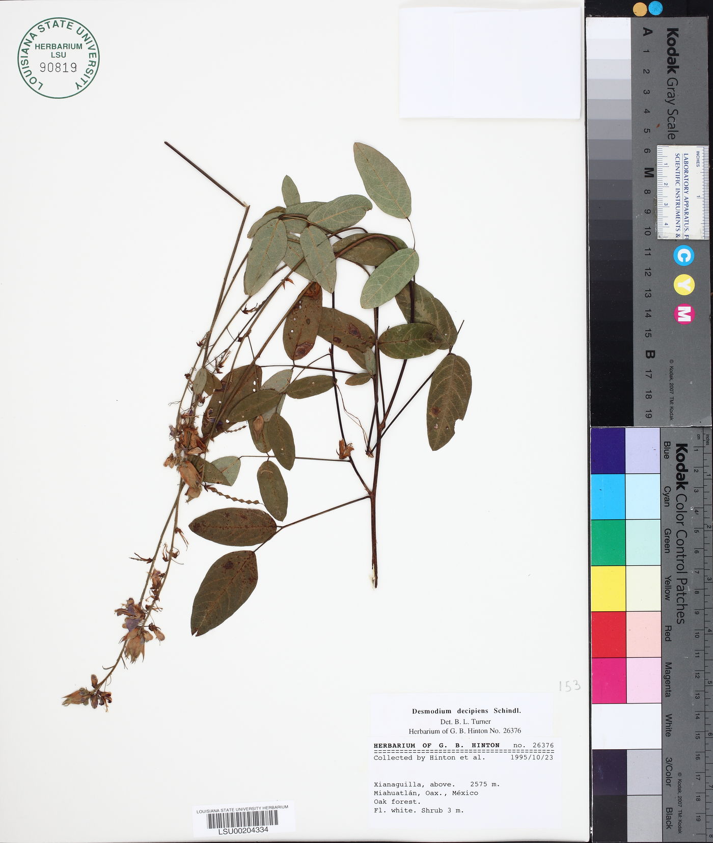 Desmodium decipiens image