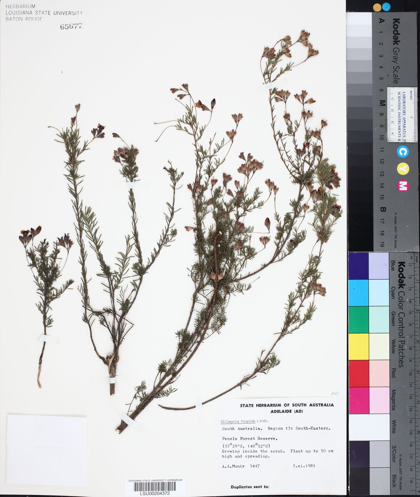 Dillwynia hispida image