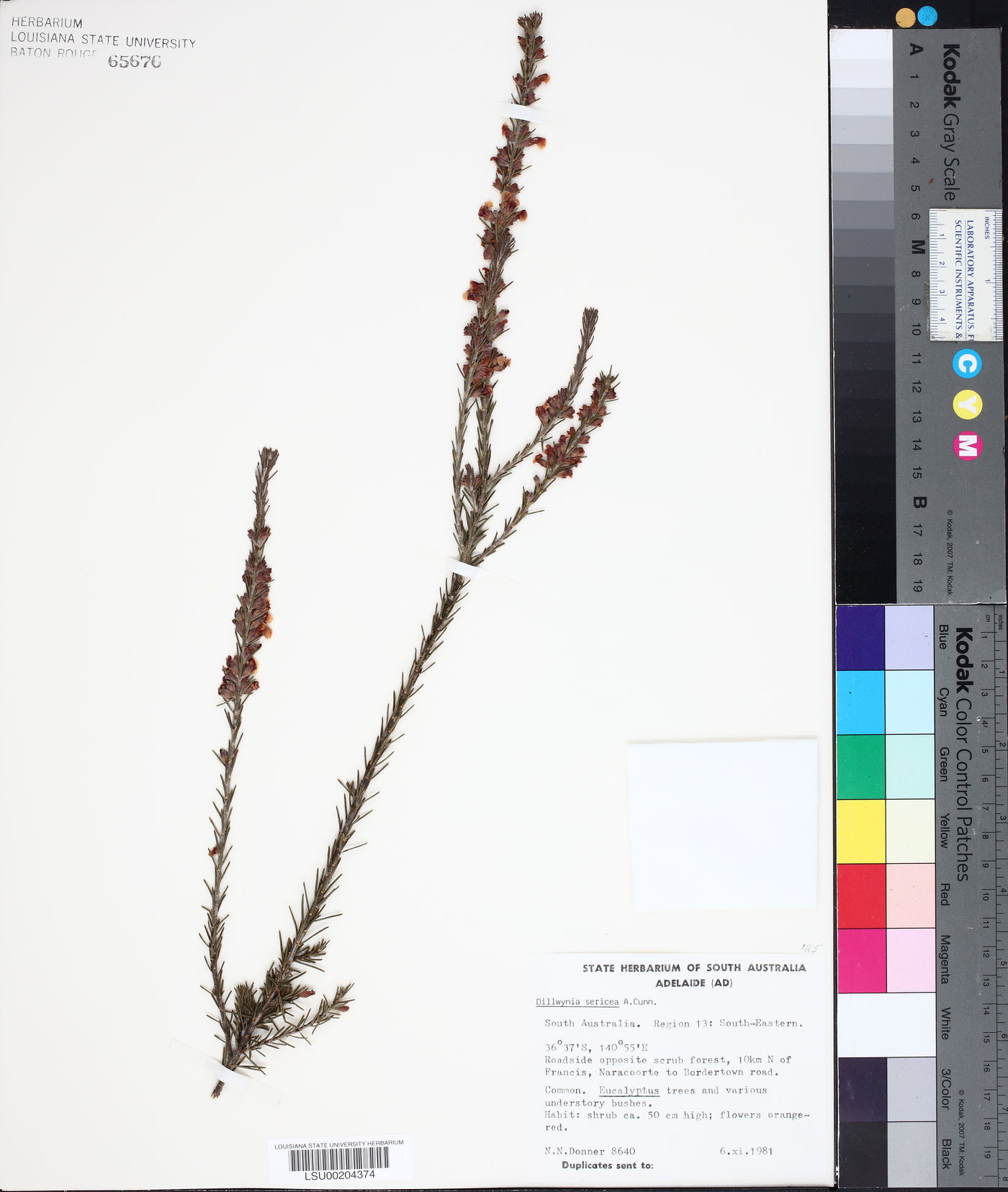 Dillwynia sericea image