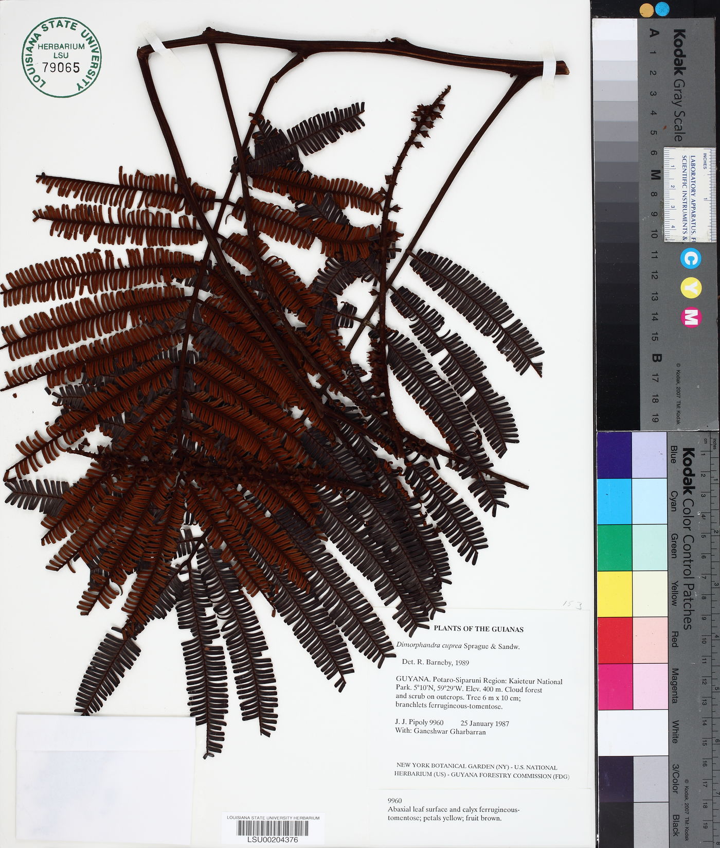 Dimorphandra cuprea image