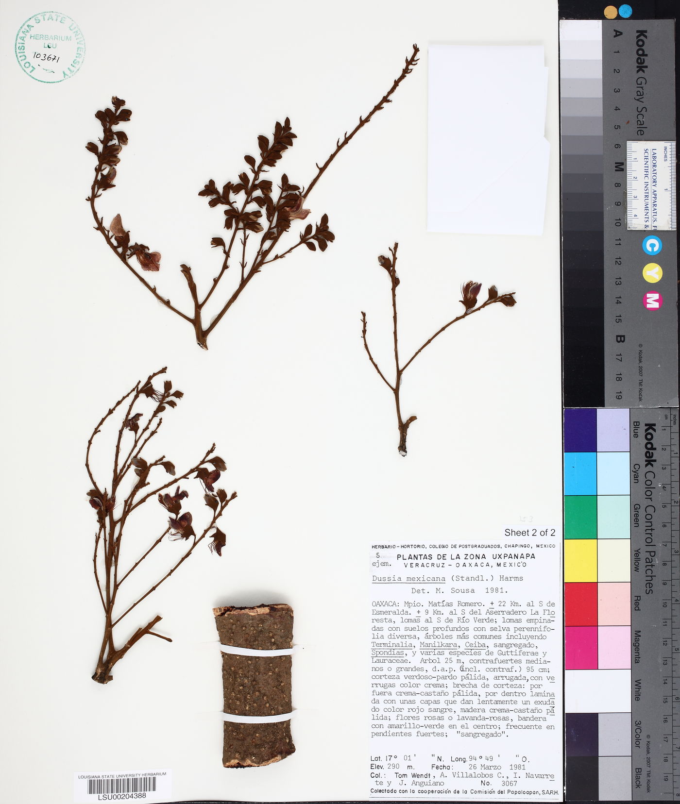 Dussia mexicana image