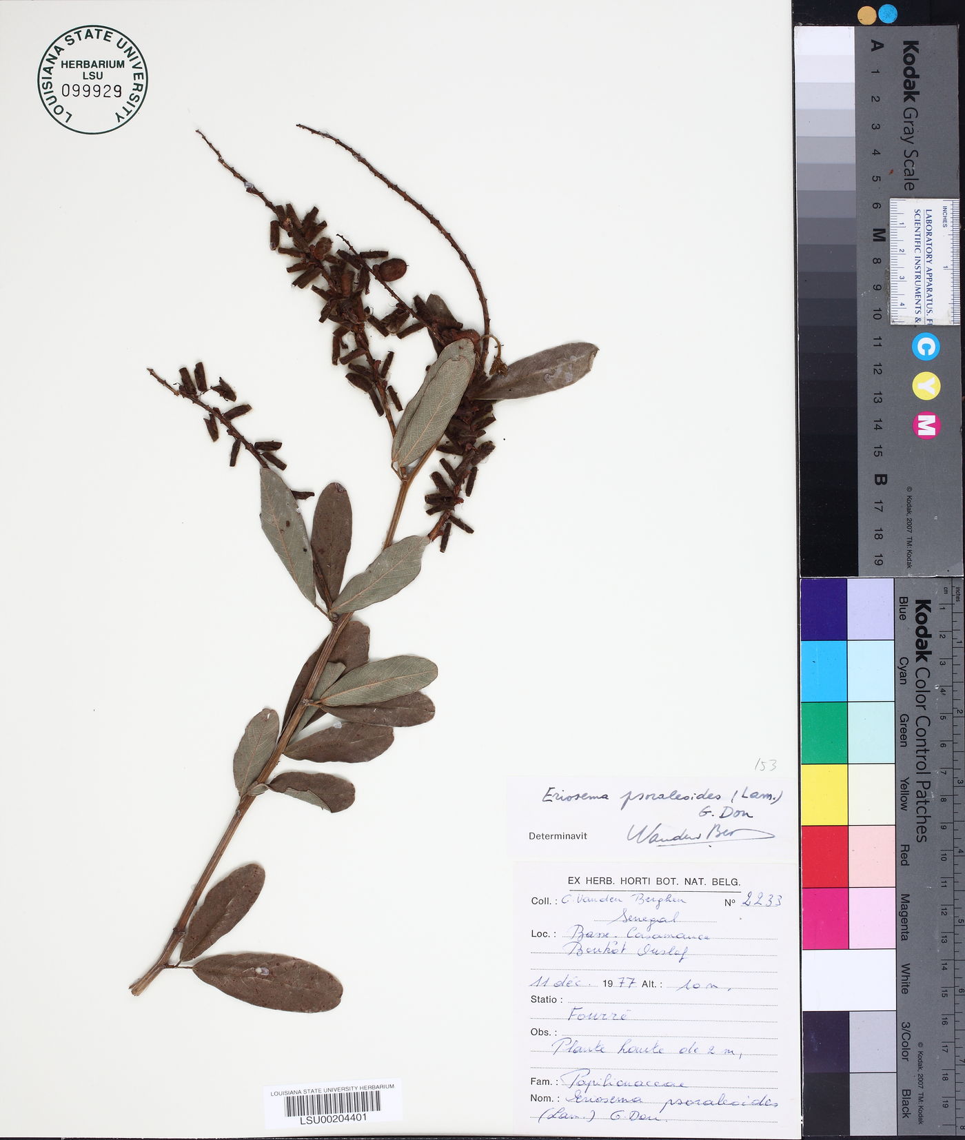 Eriosema psoraloides image