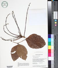 Image of Erythrina amazonica