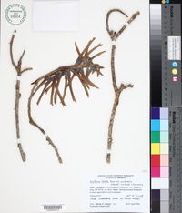 Erythrina lanata subsp. occidentalis image
