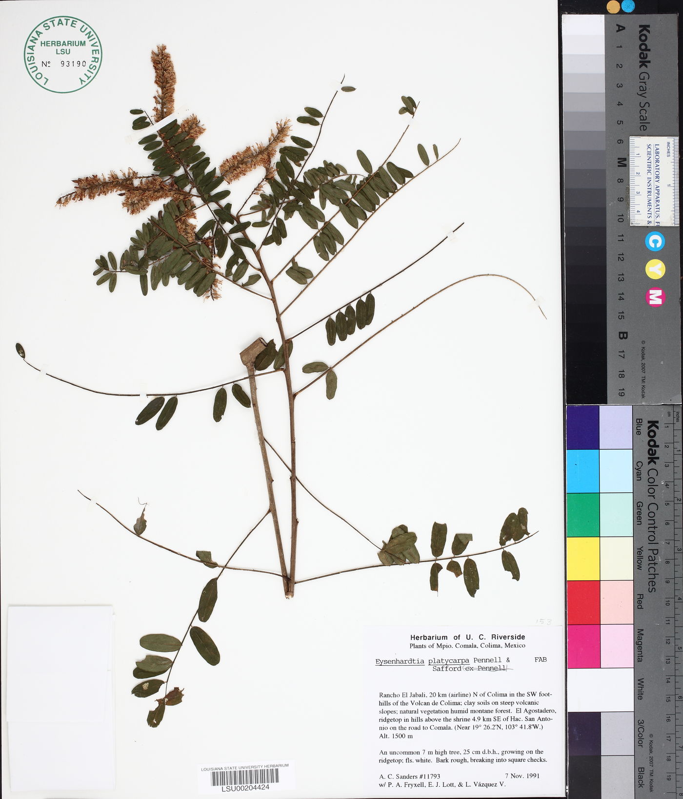 Eysenhardtia platycarpa image