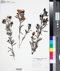 Image of Gompholobium latifolium