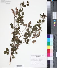 Goodia lotifolia image