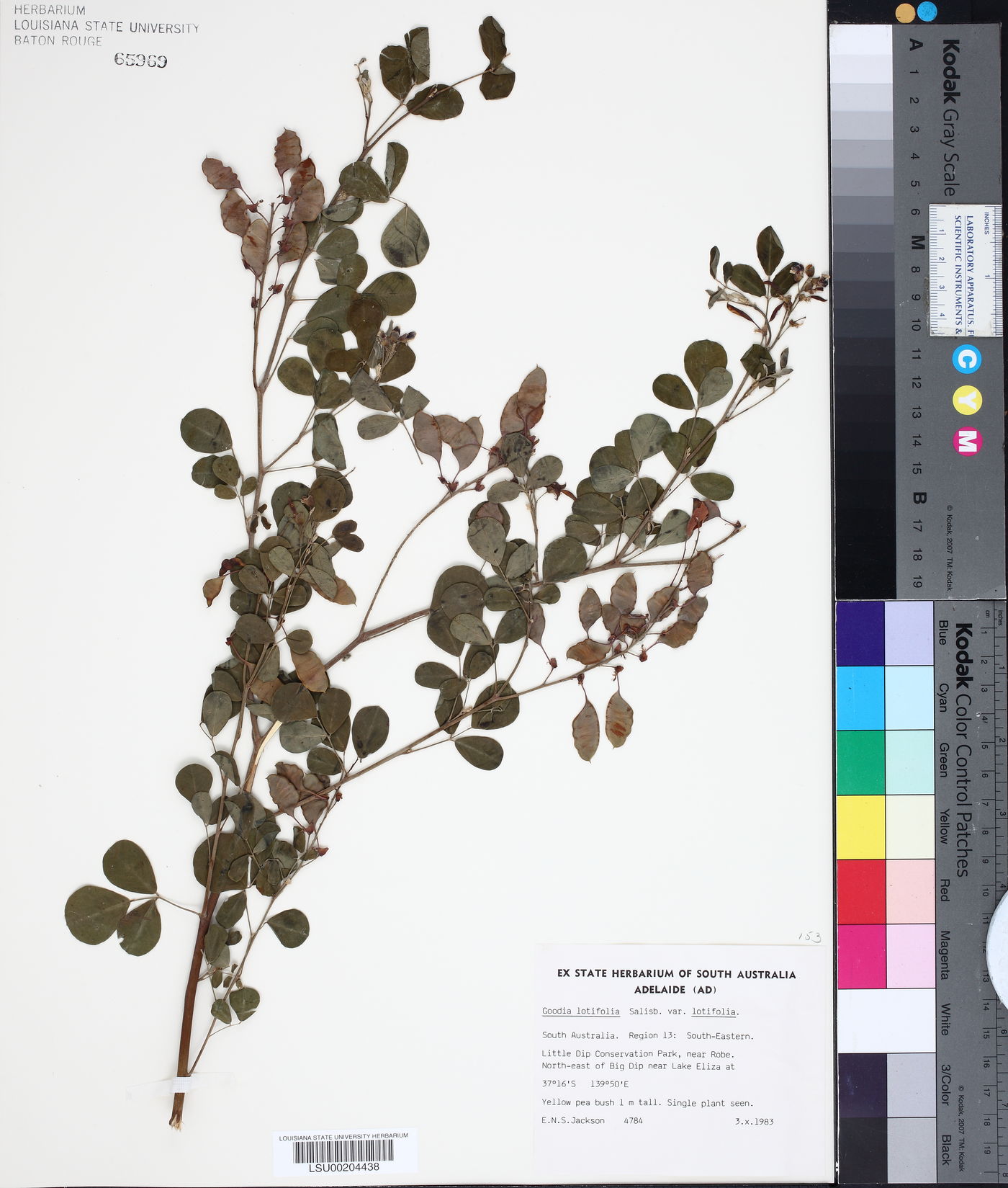 Goodia lotifolia var. lotifolia image