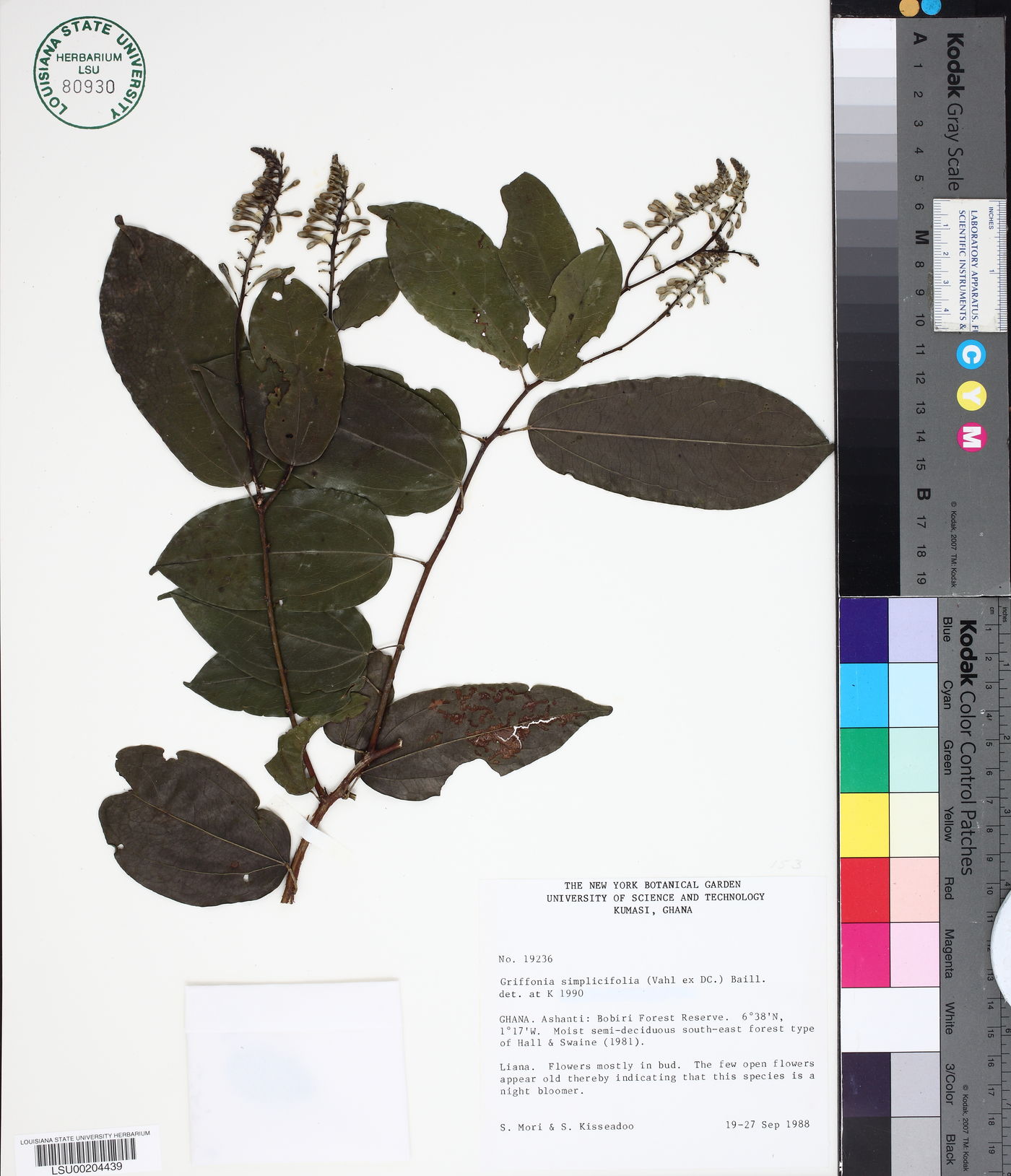 Griffonia simplicifolia image