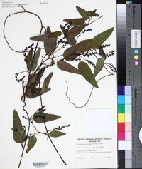 Hardenbergia violacea image