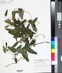 Hardenbergia violacea image