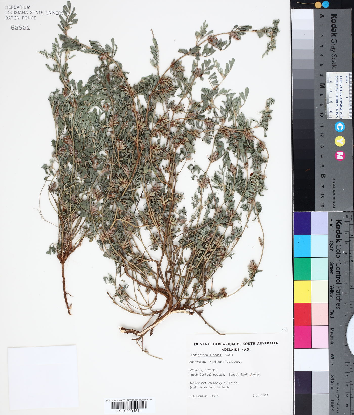 Indigofera linnaei image