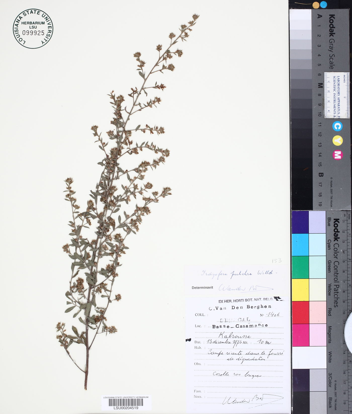 Indigofera pulchra image