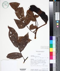 Image of Inga densiflora