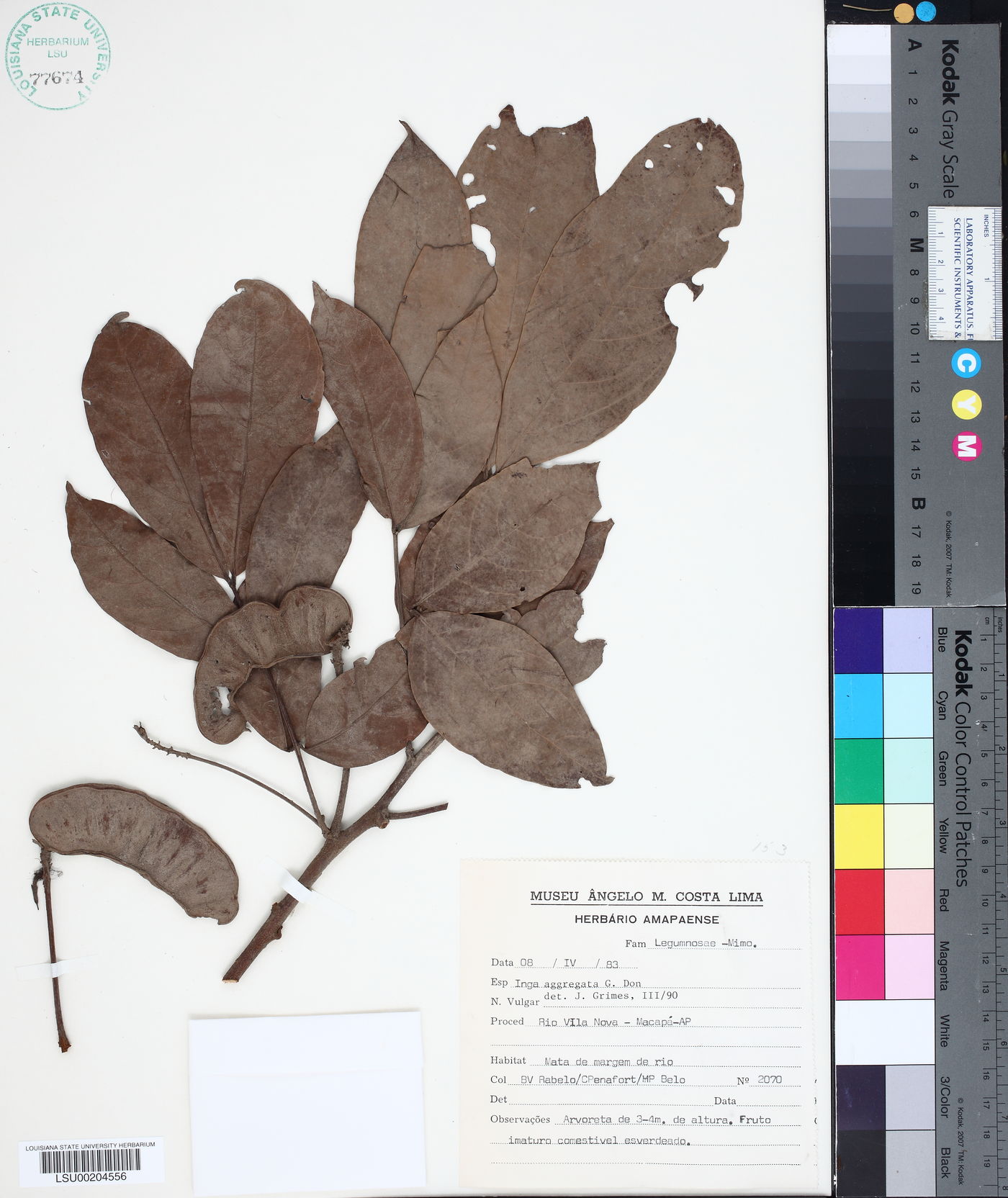 Inga aggregata image