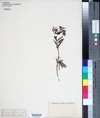 Image of Lathyrus linifolius