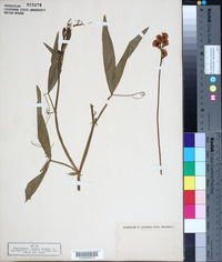 Lathyrus sylvestris image