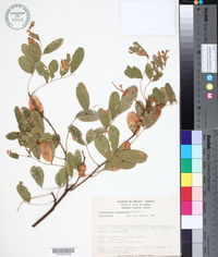 Lonchocarpus emarginatus image
