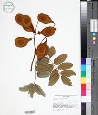 Lonchocarpus eriocarinalis image
