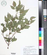 Image of Lonchocarpus mutans