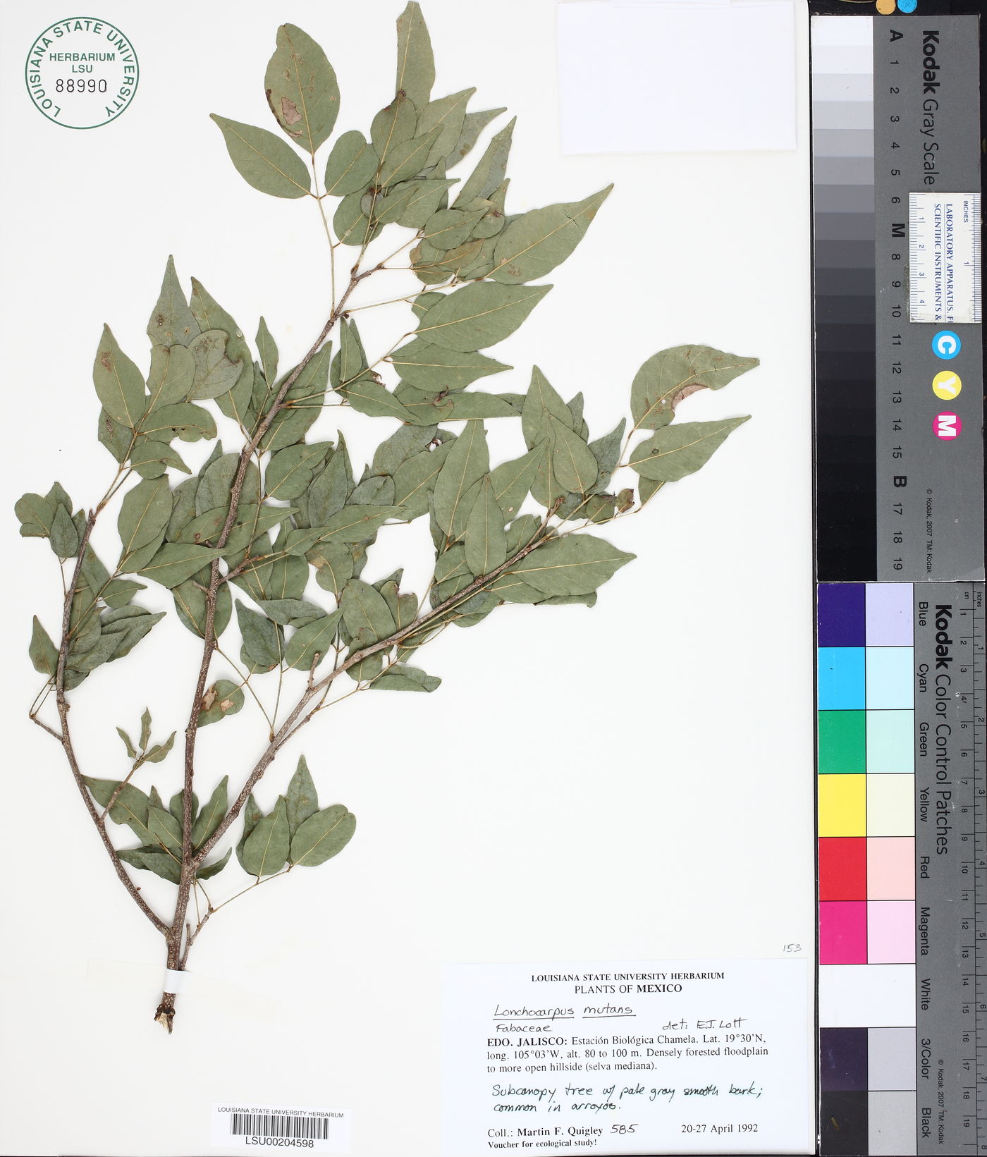 Lonchocarpus mutans image