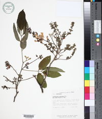 Lonchocarpus oaxacensis image