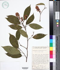 Lonchocarpus unifoliolatus image