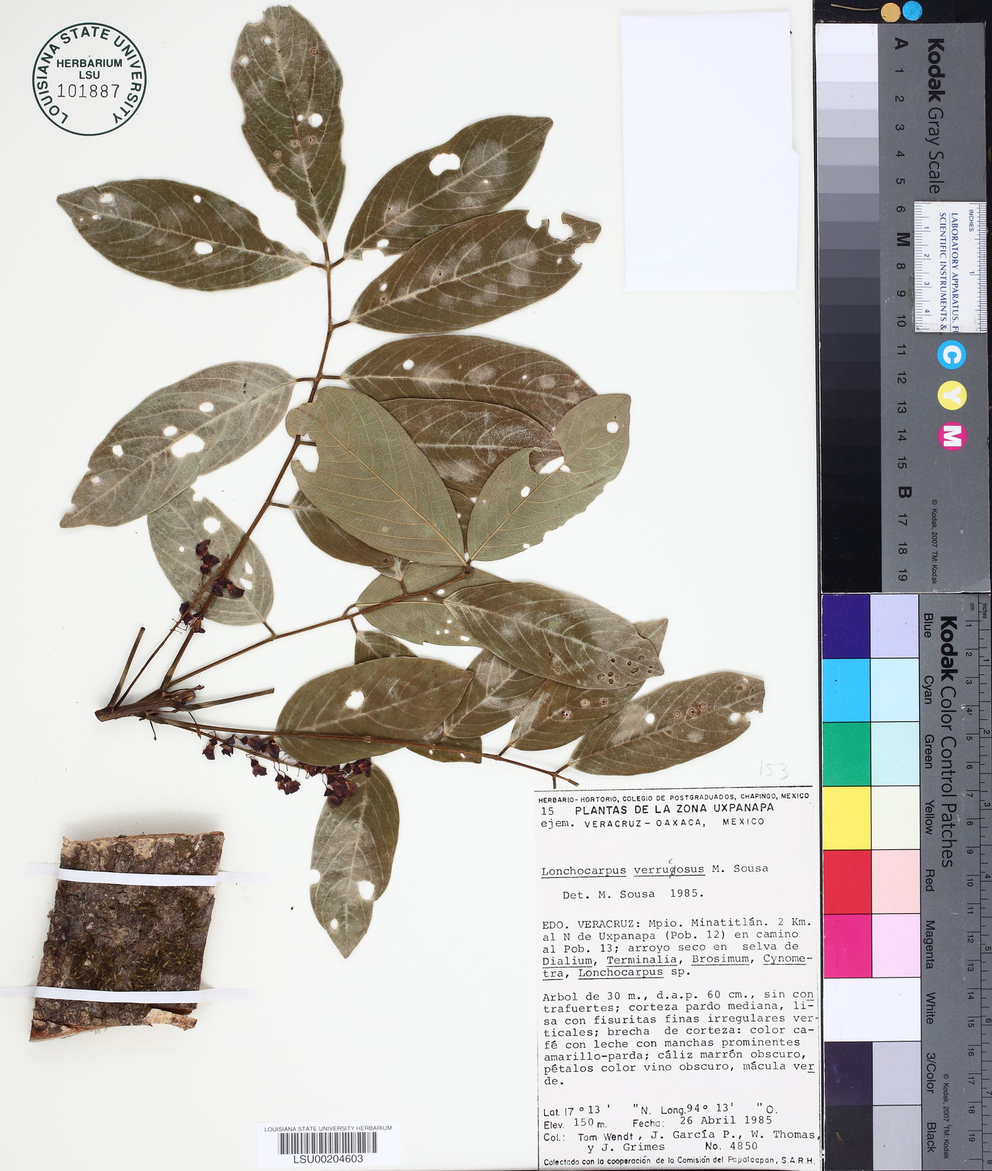 Lonchocarpus verrucosus image