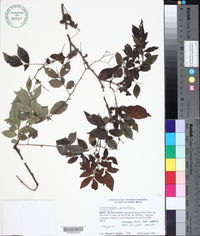Lonchocarpus parviflorus image