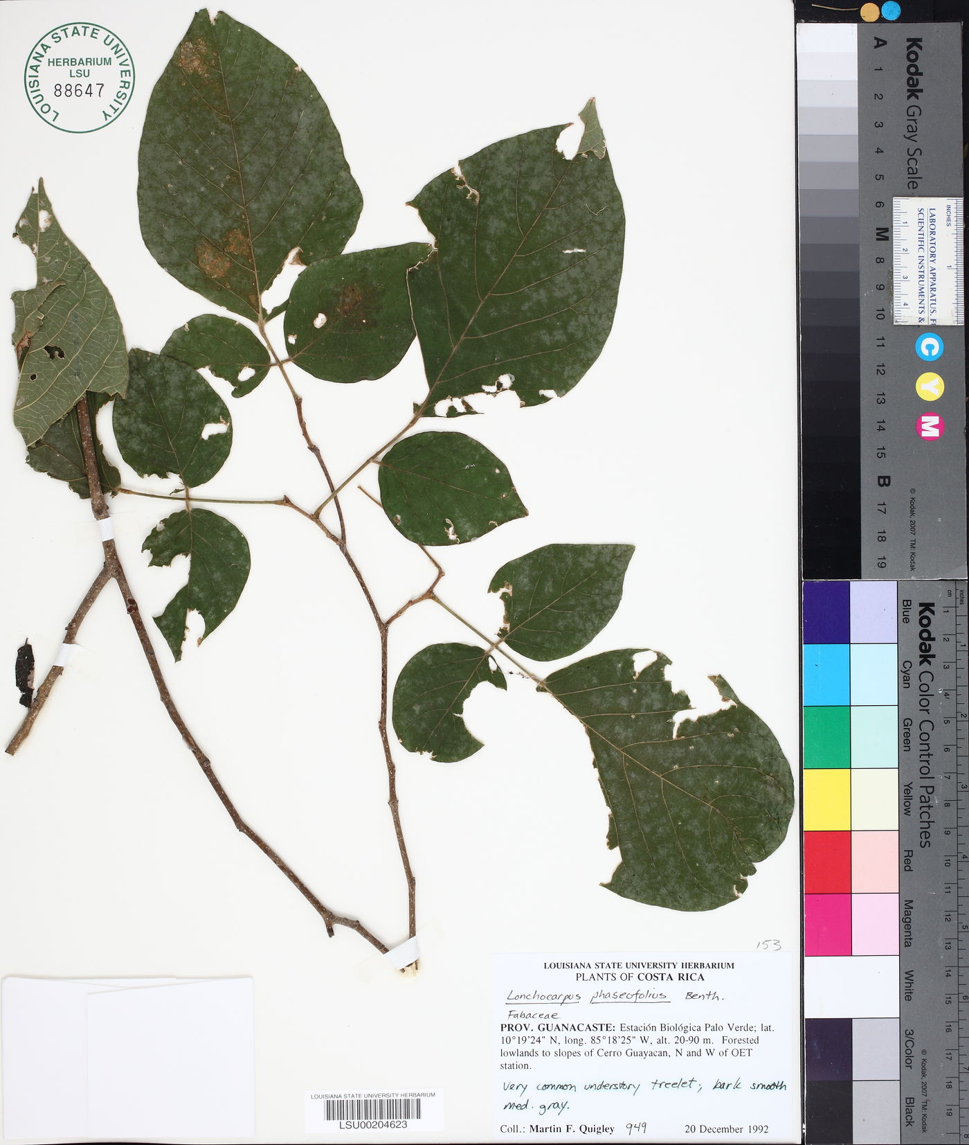 Lonchocarpus phaseolifolius image