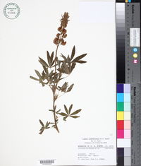 Lupinus jaimehintoniana image